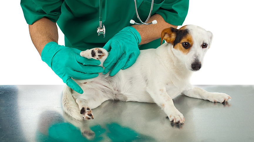 狗關節炎症狀-成因及診斷-狗狗關節炎吃什麼